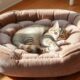 luxury orthopedic cat beds
