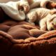 top luxury heated pet beds