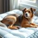 top orthopedic pet mattress options