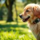 top pet gps trackers