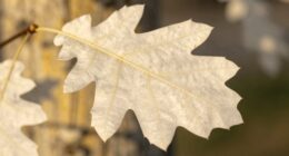 white oak s yellow tint