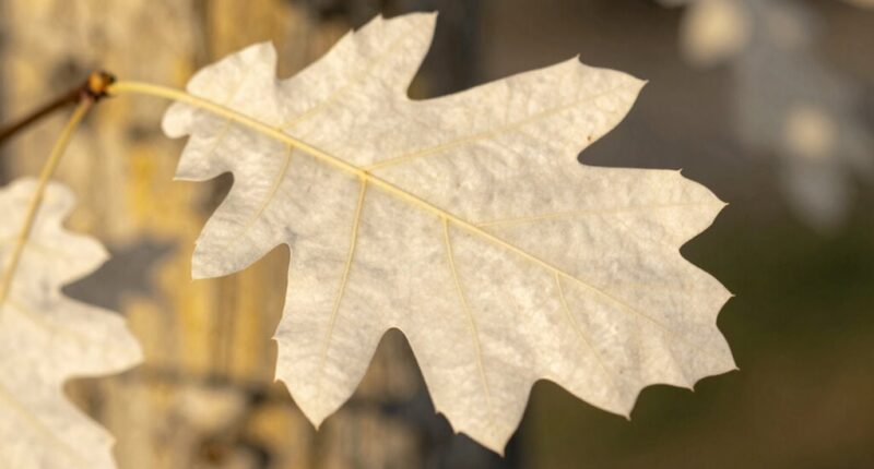 white oak s yellow tint